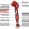 Мышцы(анатомия)