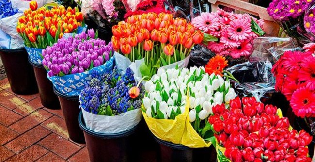 Закупка цветов оптом: как выбрать надежного поставщика