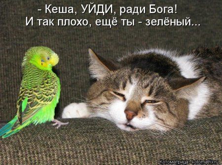 1345223095_kotomatritsa_-a