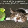 1345223095_kotomatritsa_-a
