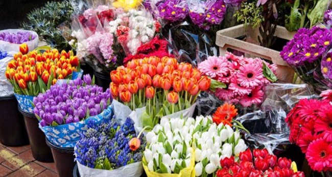 Закупка цветов оптом – особенности  выбора поставщиков